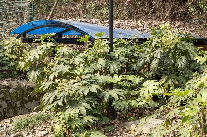 庐州印象（597）