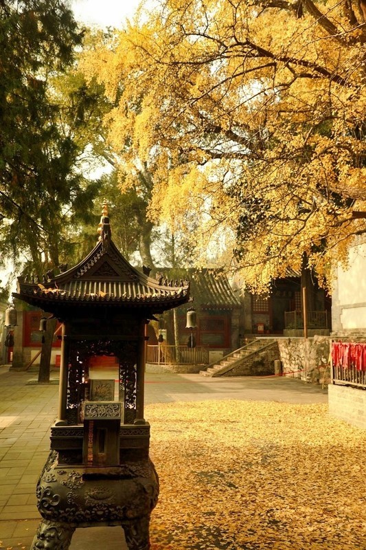 古寺金秋