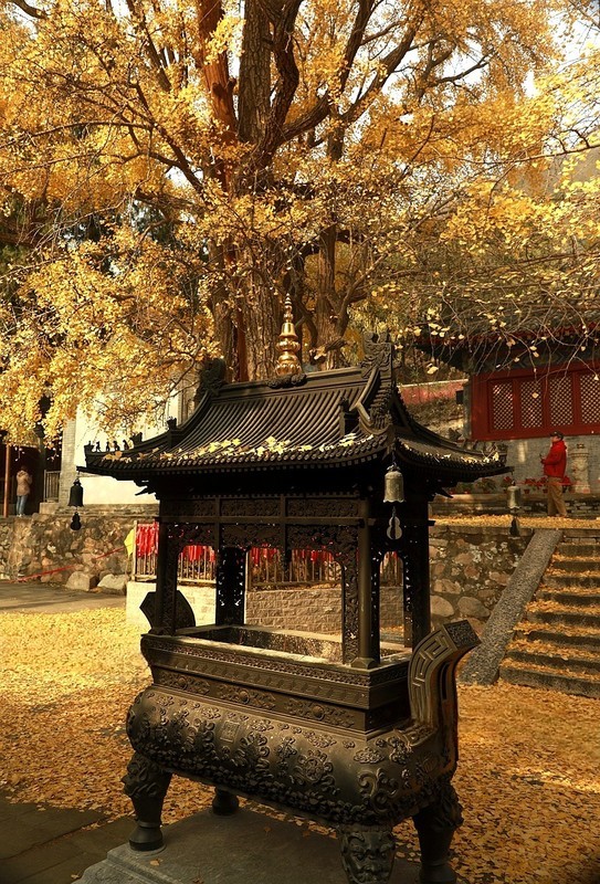 古寺金秋