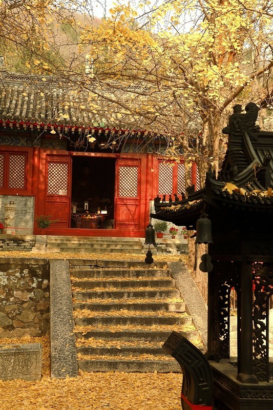 古寺金秋
