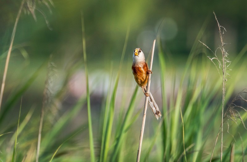 震旦鸦雀（三十七）