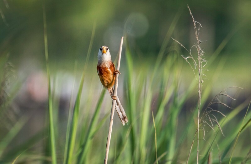 震旦鸦雀（三十七）