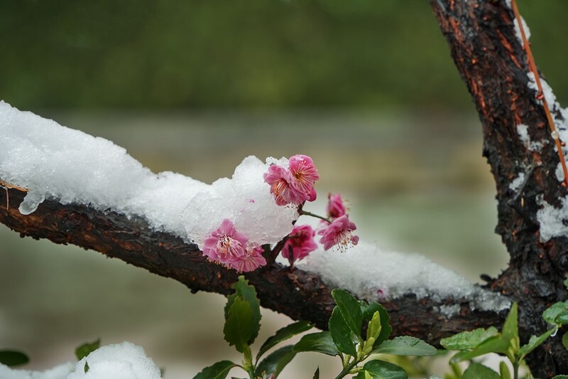 红梅傲雪（6）