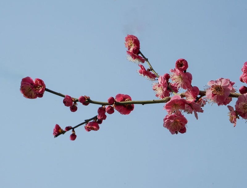 梅花绽放（5）