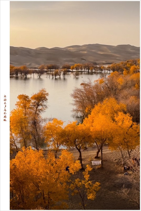 2026年-新疆葫芦岛胡杨林抓拍-0186
