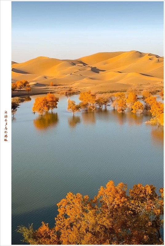 2026年-新疆葫芦岛胡杨林抓拍-0185