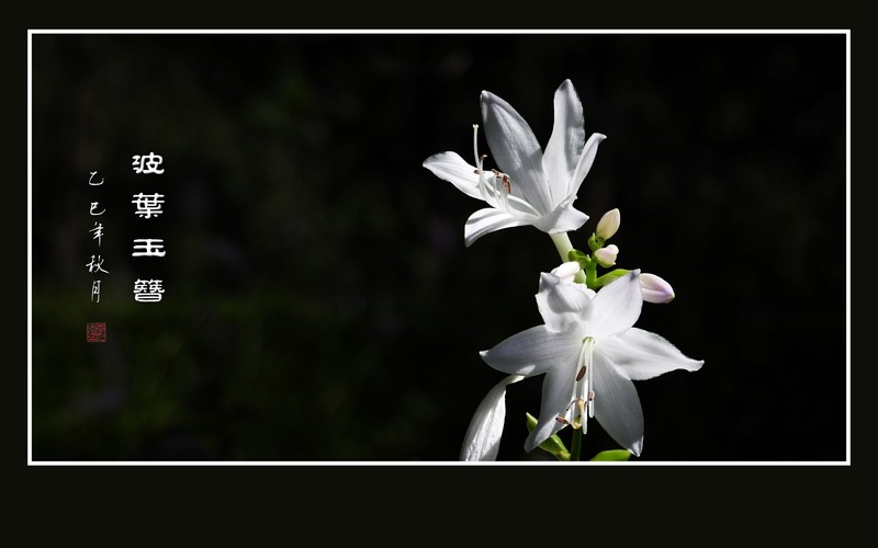 洁白漂亮的波叶玉簪花