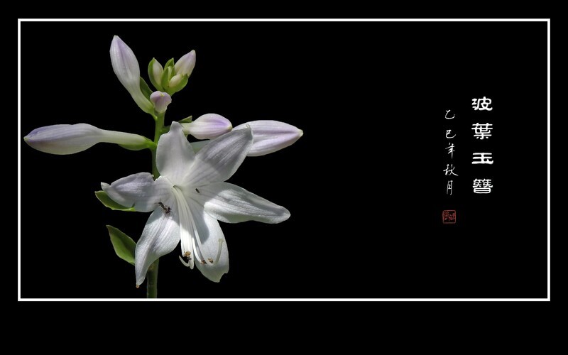 洁白漂亮的波叶玉簪花