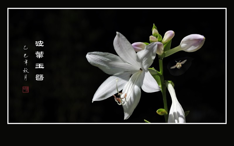 洁白漂亮的波叶玉簪花