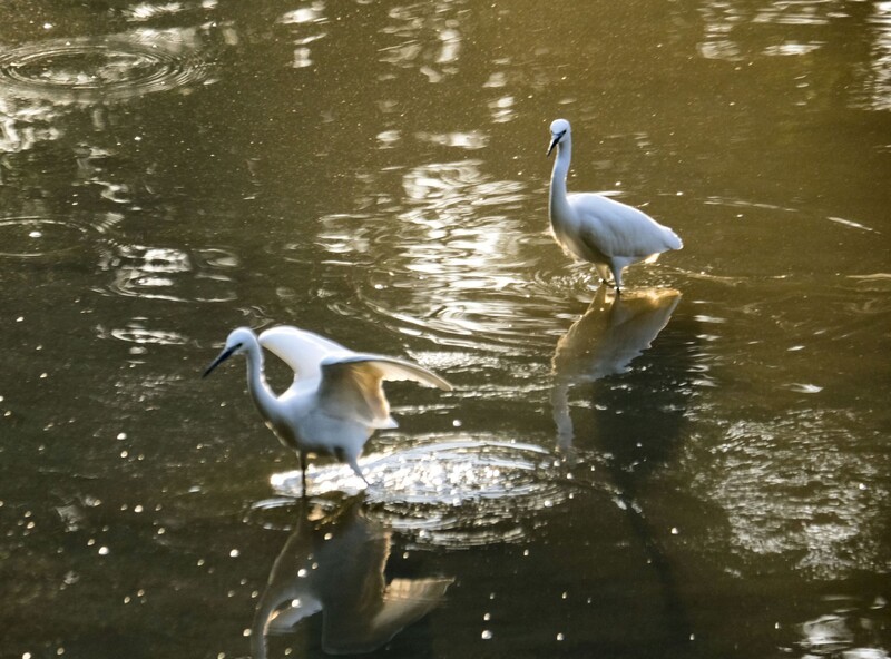冬日鹭鸟（二）