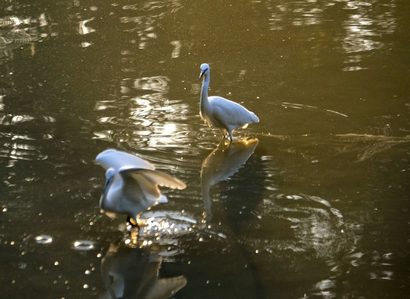 冬日鹭鸟（二）