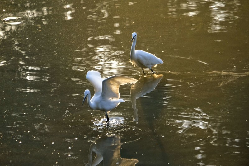 冬日鹭鸟（二）