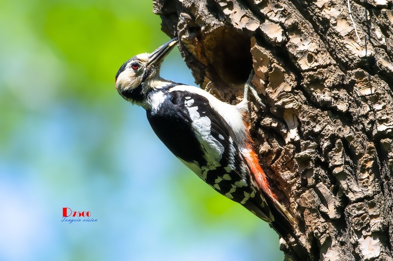 林中啄木鸟（64）