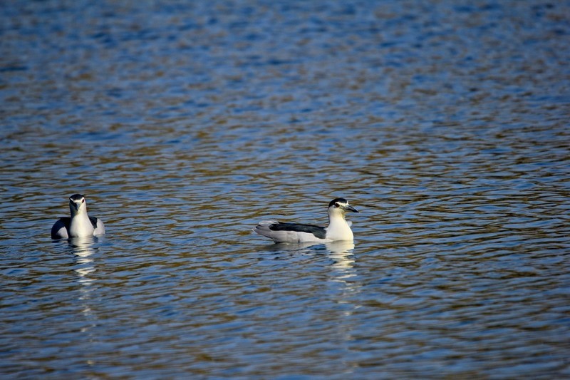 冬季——明湖夜鹭