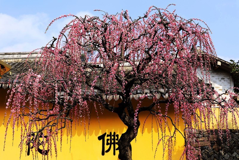 永嘉普安禅寺龙梅