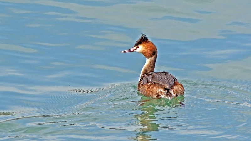 帆赛基地-凤头鸊鷉
