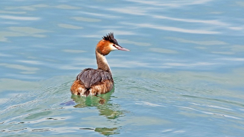 帆赛基地-凤头鸊鷉
