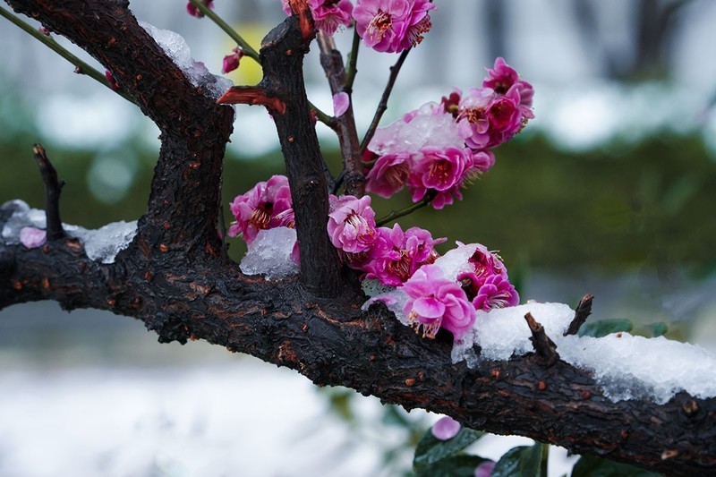 红梅傲雪（8）