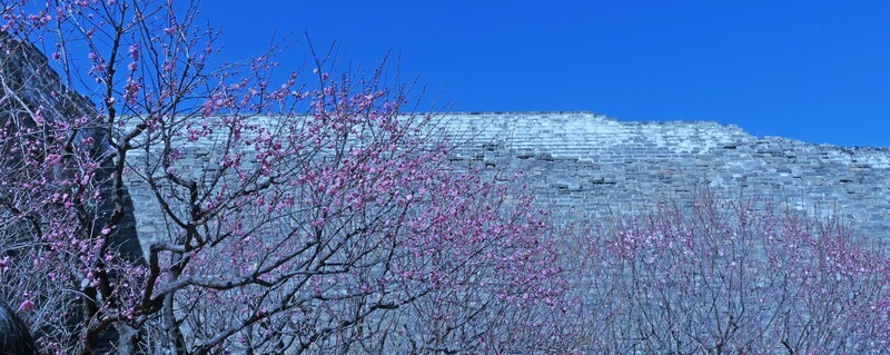 明代城墙春来早