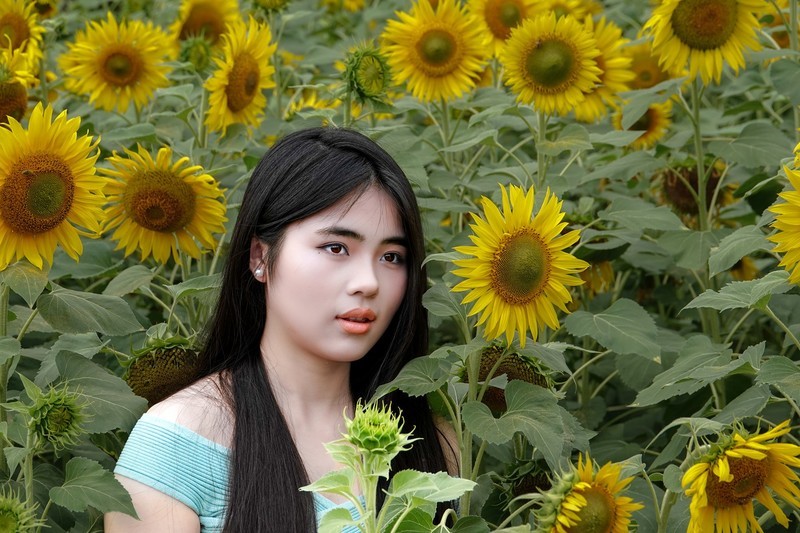 《qx园葵花人像》1