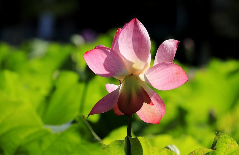 荷花 (70)