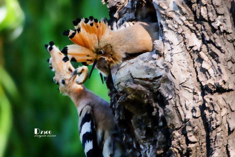 戴胜育仔（26）