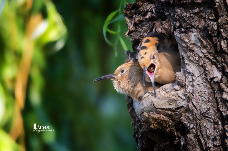 戴胜育仔（26）
