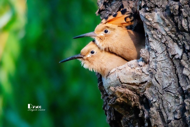 戴胜育仔（26）