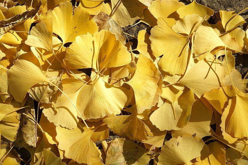 北京记行：清华园京张铁路遗址公园