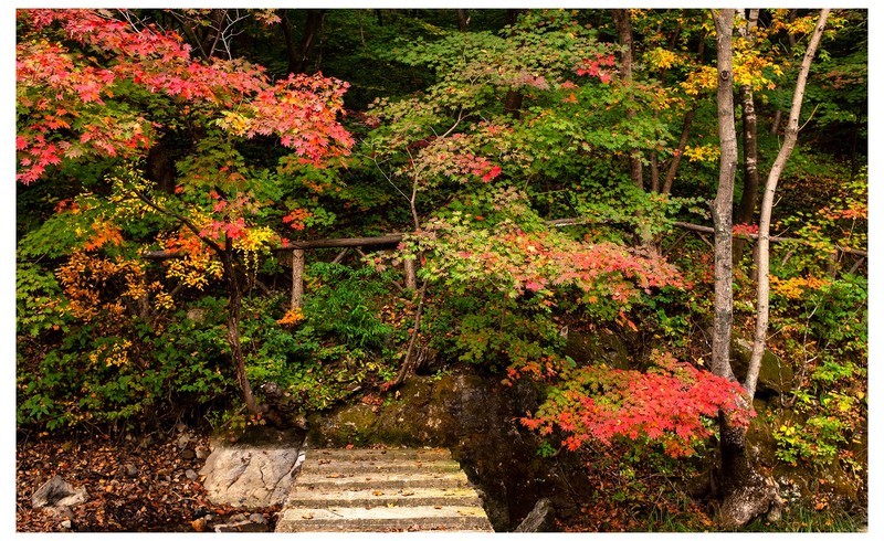 秋 . 赏枫龙道沟