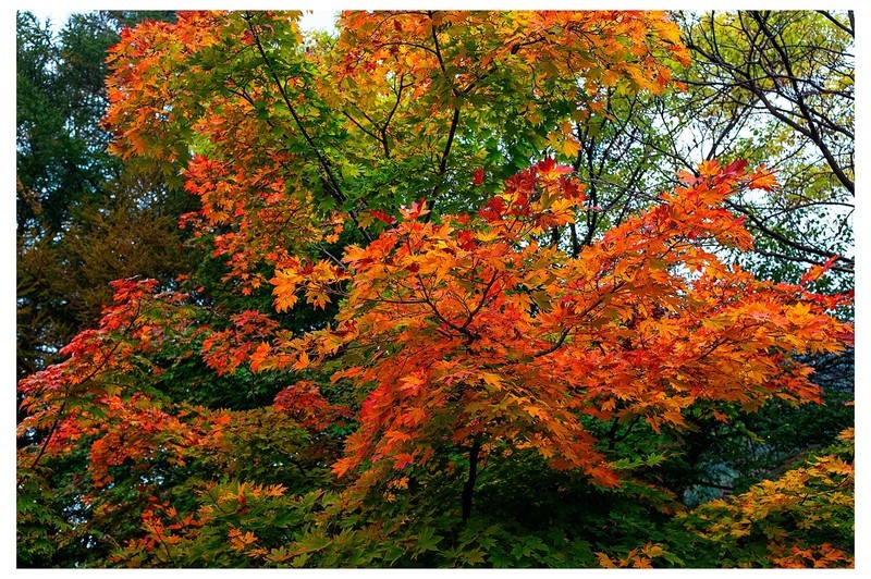秋 . 赏枫龙道沟