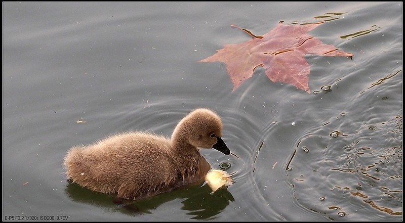 秋意已浓红枫叶红 [二]