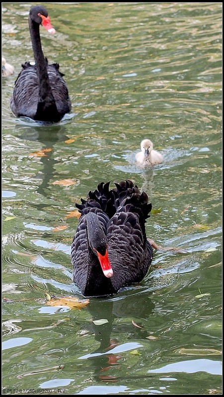 秋意已浓红枫叶红 [二]