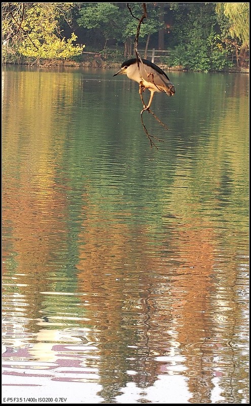 秋意已浓红枫叶红 [二]