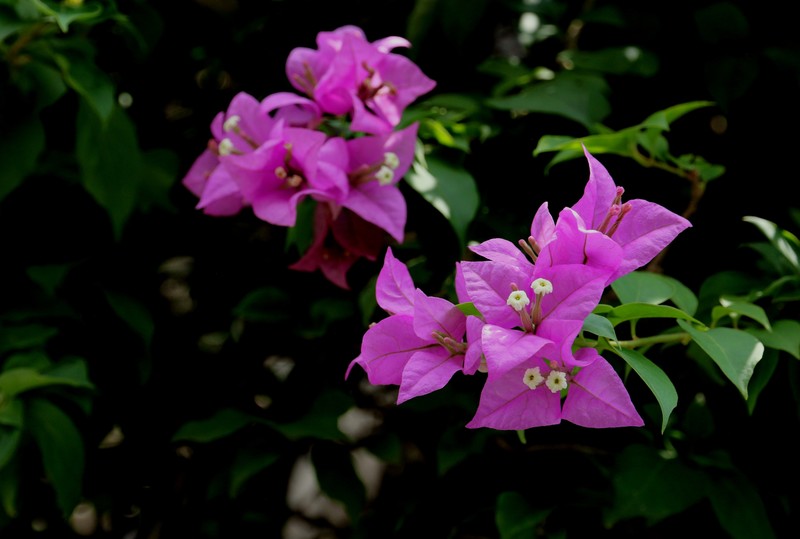 鲜花庆国庆（六）