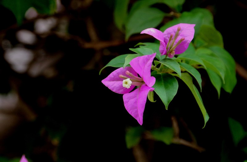 鲜花庆国庆（六）