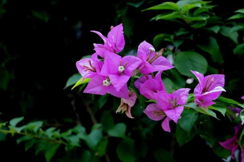 鲜花庆国庆（六）