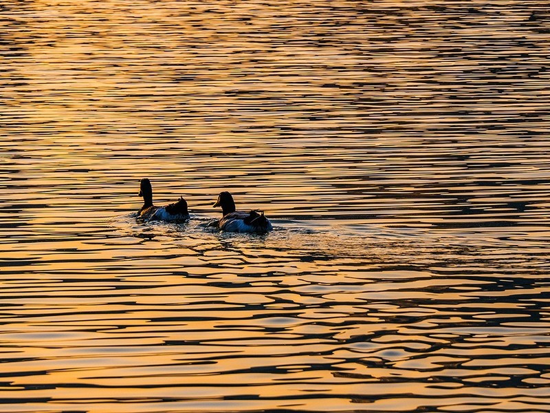 水鸟