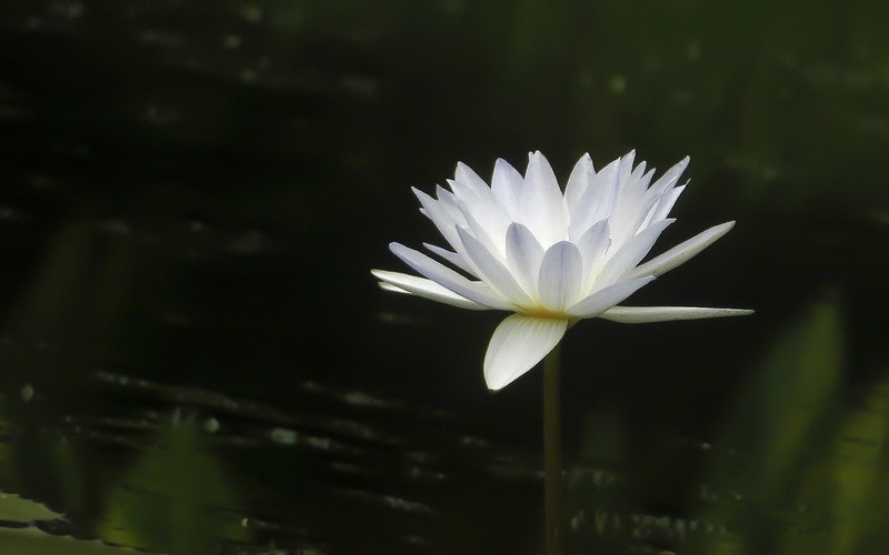 [26277] 云溪的莲花（3）