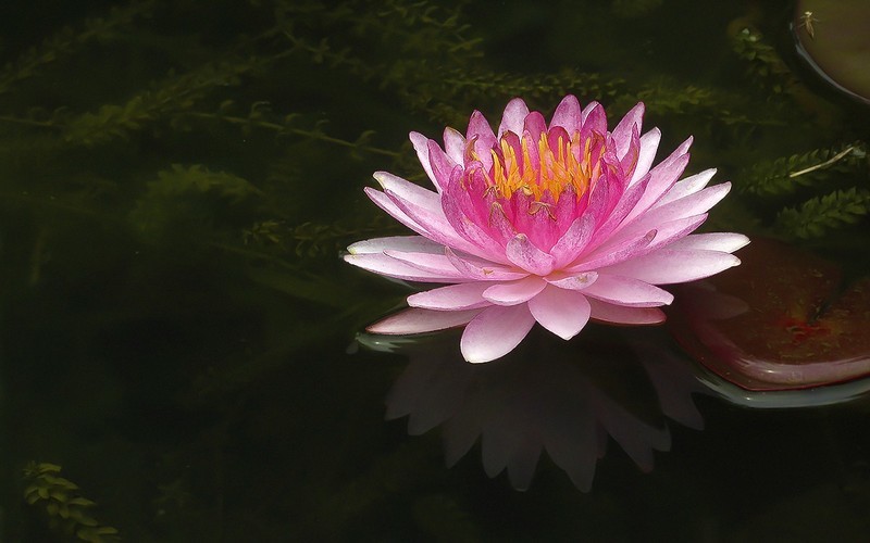 [26277] 云溪的莲花（3）