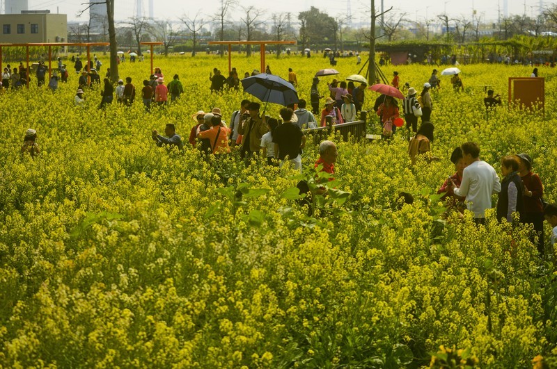 七彩油菜花（10）