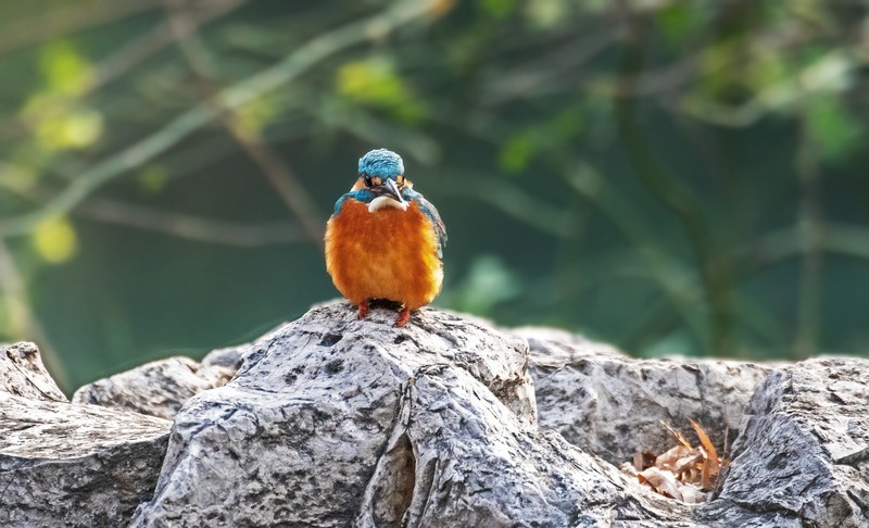 小翠鸟（十六）