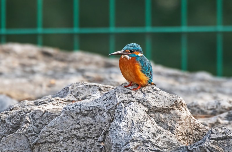 小翠鸟（十六）