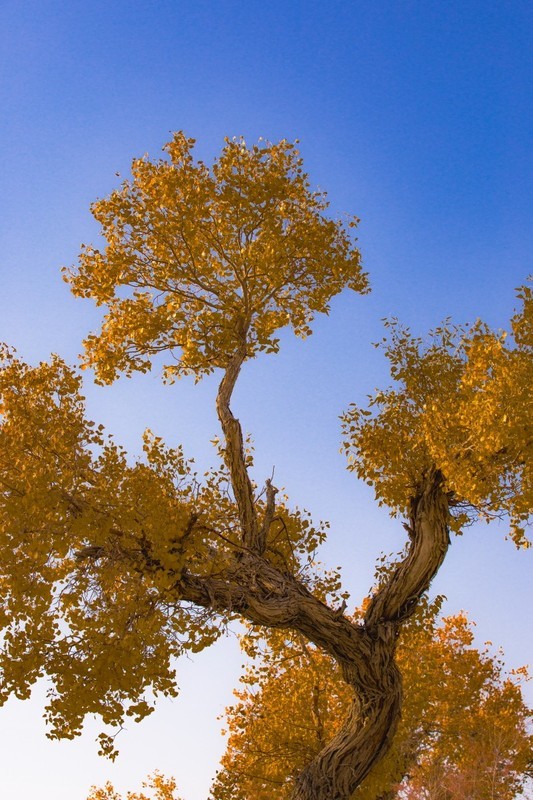 外出随拍（690）.