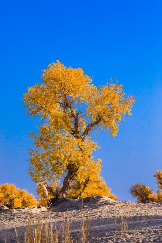 外出随拍（690）.