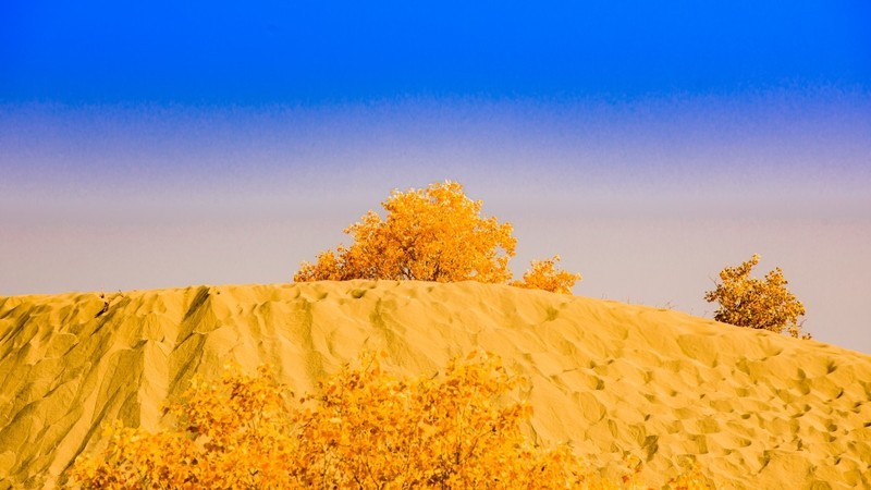 外出随拍（691）.