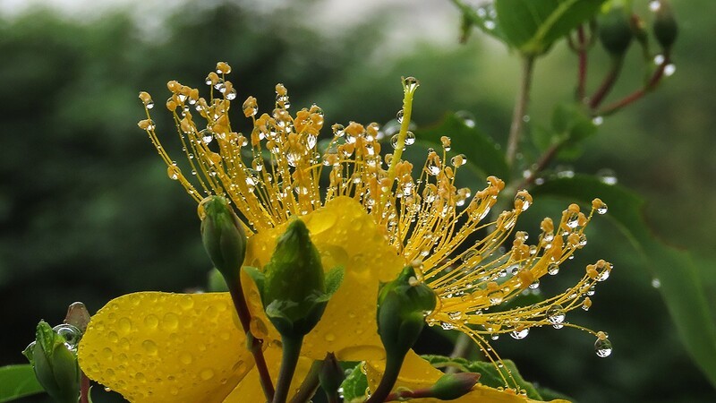 金丝桃花盛开时