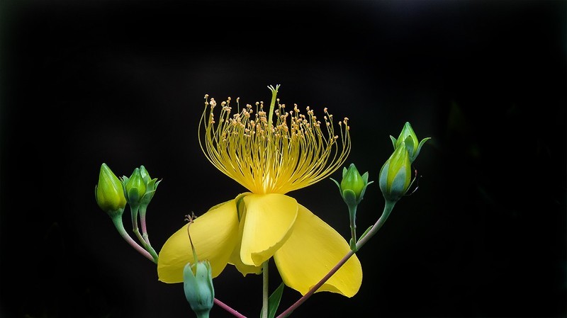 金丝桃花盛开时