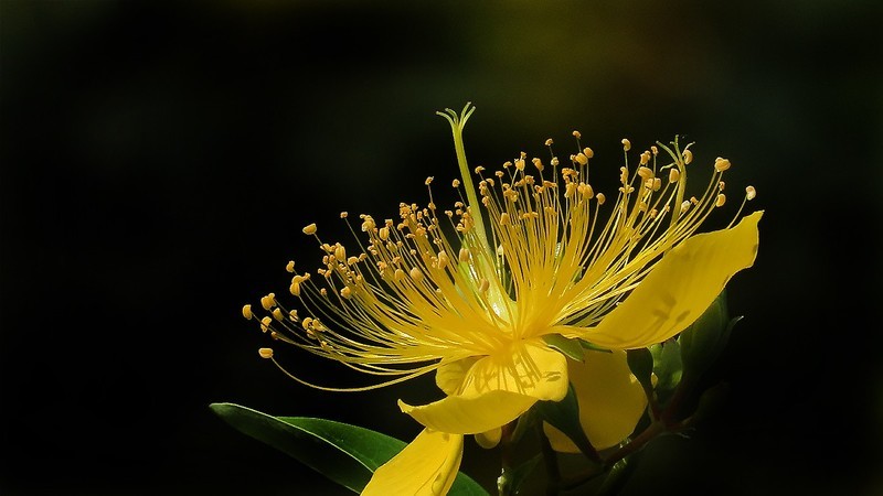 金丝桃花盛开时