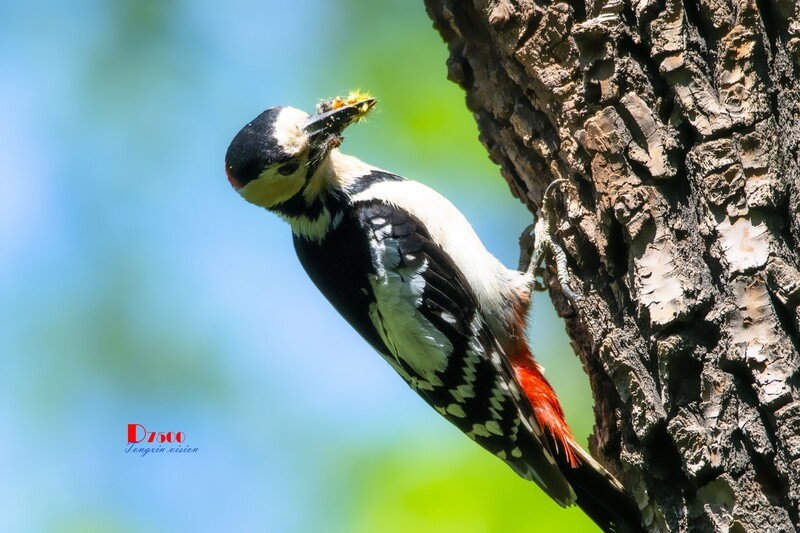 林中啄木鸟（67）